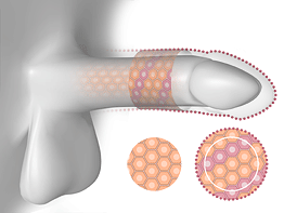 Penis enlargement principle